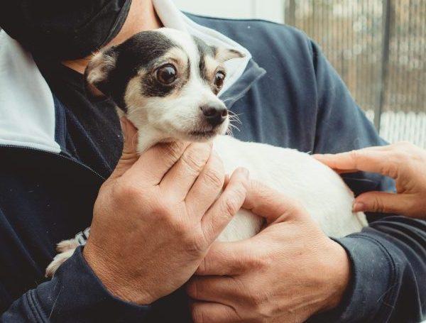 Chihuahua Rescued