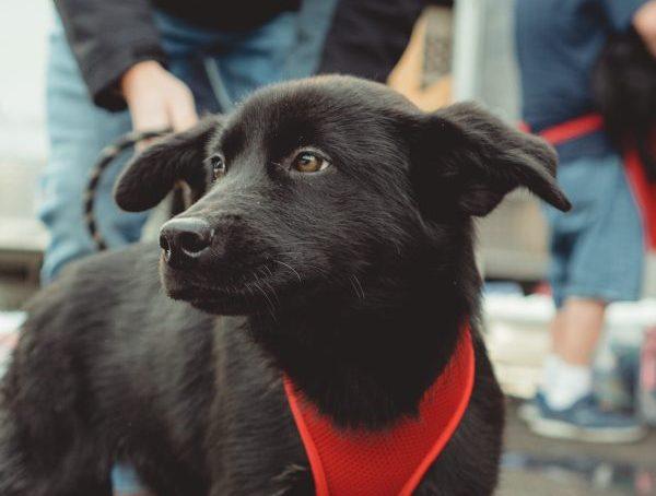 Rescued Lab