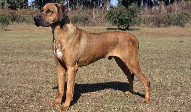 The Rhodesian Ridgeback