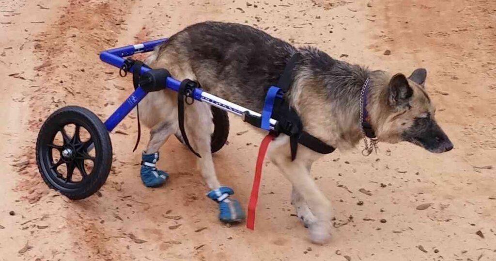 Degenerative Myelopathy In Dogs