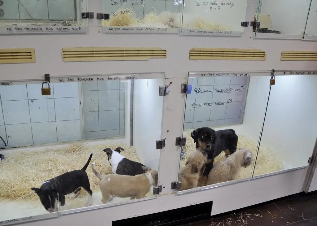 Puppies at the pet store.