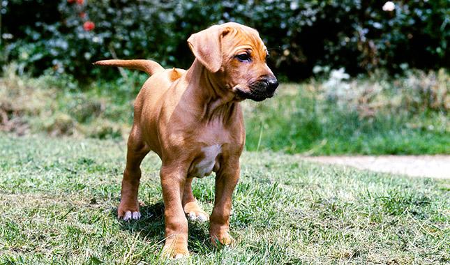 The Rhodesian Ridgeback